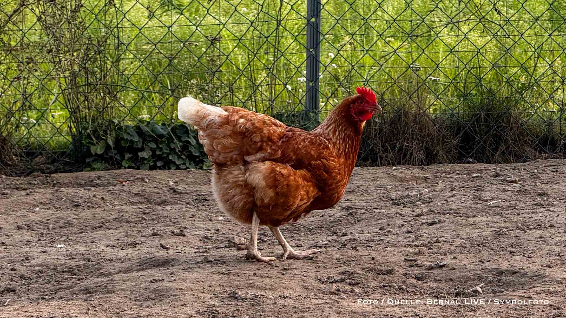 Vogelgrippe in Brandenburg: Woidke sichert Tierhaltern Unterstützung zu 24 Bernau LIVE - Dein Stadtmagazin für Bernau bei Berlin