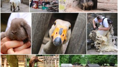 Gutshof Börnicke, Kinderbauernhof Börnicke, Börnicke, Barnim, Bernau LIVE, Ferientipp,