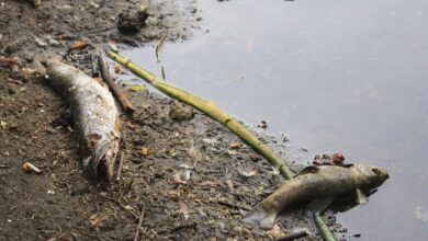 Bernau, Fischsterben, Fische, Teich, Natur, Umwelt, Stadt Bernau, Info Bernau, Bernau LIVE