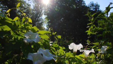 Bernau, Bernau LIVE, Blumen, Sommer Stadtpark, Barnim,