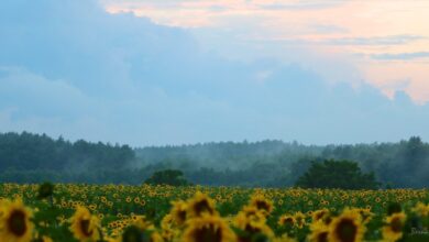 Barnim, Sonnenblumen, Feld, Natur, Morgen, Bernau, Biesenthal, Bernau LIVE
