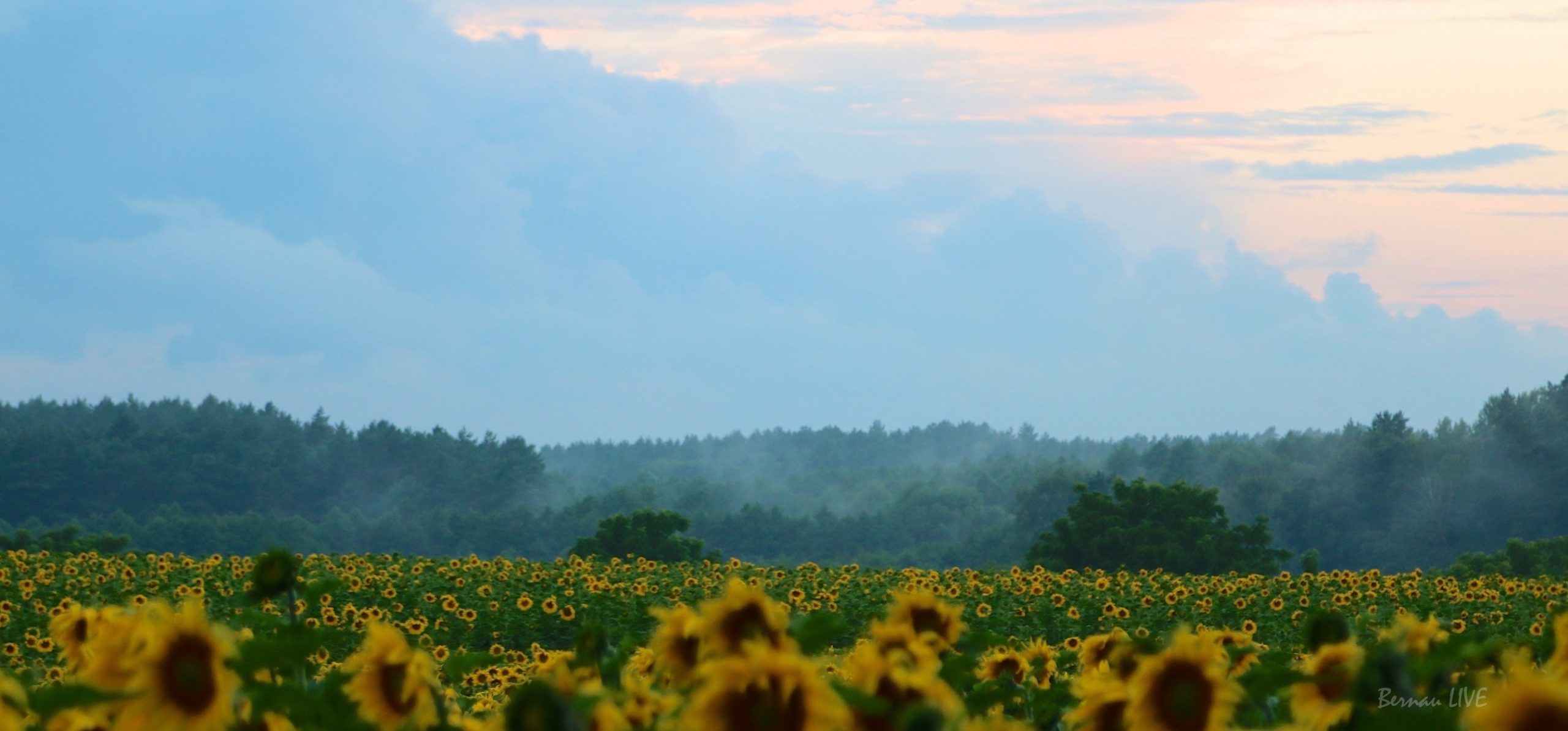 Euch einen stressfreien Donnerstag in Bernau und Drumherum 15 Barnim, Sonnenblumen, Feld, Natur, Morgen, Bernau, Biesenthal, Bernau LIVE