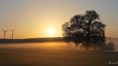 Bernau LIVE - herbstliche Morgenstimmung in Ladeburg