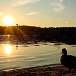 Das (Strandbad) und der Große Wukensee heute Abend beim RBB (TV) 16 Strandbad Wukensee - Bernau LIVE, Sonnenuntergang, Wasser, Wukensee, Barnim, Sommer, Ente, Bernau, Biesenthal