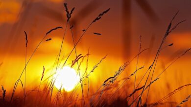 Sommer, Barnim, Sonnenuntergang, Bernau, Bernau LIVE, Natur, Feld, Windrad