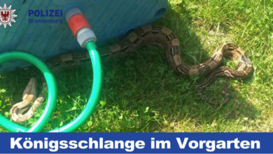 Bernau: Gefundene Schlange in Schönow: Besitzer weiterhin gesucht . Bernau, Schönow, Schlange, Polizei, News Bernau, Nachrichten Bernau, Barnim, Bernau LIVE