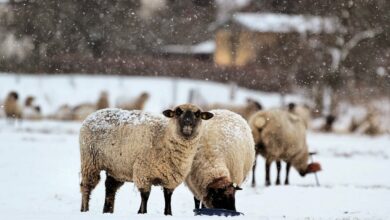 Schnee, Wetter Barnim, Natur, Schaf, Winter, Februar, Bernau LIVE, Bernau, Bernau bei Berlin