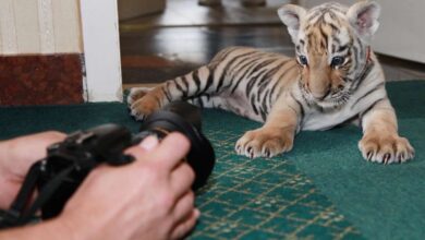 Bernau: Unser Bernauer Tiger DIEGO gleich im TV