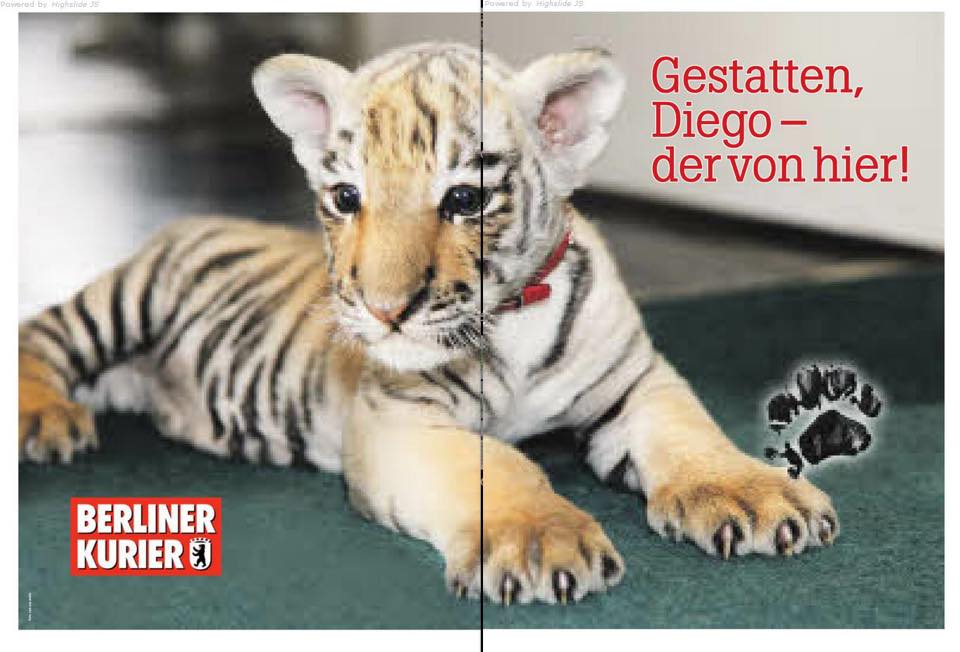 Bernau: Findel-Tiger DIEGO hat nun sein eigenes Poster mit Autogramm