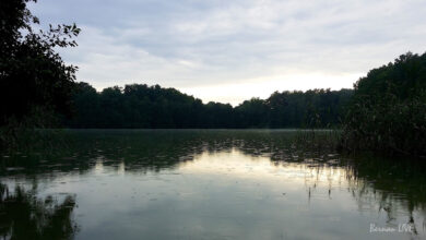 Mechesee, Bernau, Lobetal, Barnim, Regen, Bernau LIVE