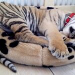 Grundsteinlegung: Na gut, dass wir gestern Tiger Diego besucht haben 53 Bernau LIVE bei Tiger Diego - So, bei DIEGO hat´s ein bisschen länger gedauert....