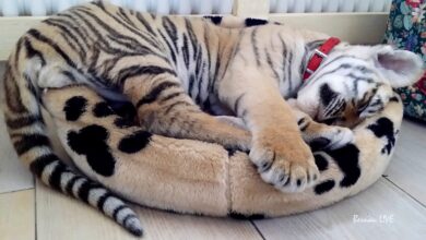 Bernau LIVE bei Tiger Diego - So, bei DIEGO hat´s ein bisschen länger gedauert....