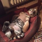 Dr. Doris Tesch: Ostern im Wildkatzenzentrum Felidae Tempelfelde 21 Bernau LIVE