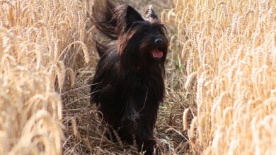 Maya, Hund, Tierheim, Bernau, Bernau LIVE, Tierheim Ladeburg,