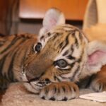 Grundsteinlegung: Na gut, dass wir gestern Tiger Diego besucht haben 54 Bernau: Neues von Diego - wir hatten Schnupfen