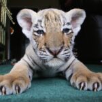 Dr. Doris Tesch: Ostern im Wildkatzenzentrum Felidae Tempelfelde 15 Bernau - LIVE bei Tiger Diego zu Besuch