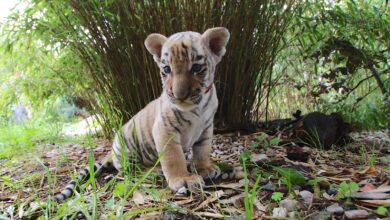 Zu besuch bei Tiger Diego aus Bernau