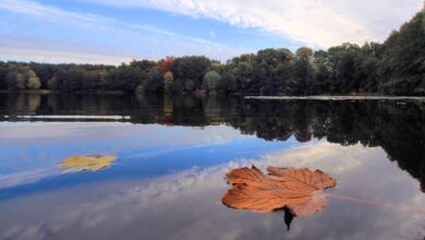 Bernau LIVE, Mechesee, Lobetal, Barnim, Guten Morgen, Bernau bei Berlin, Natur,