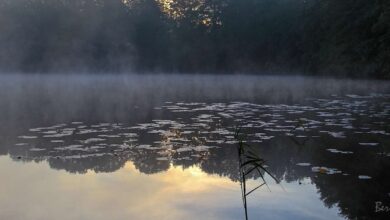 Bernau, Lobetal, Mechesee, Bernau LIVE, Barnim, Natur, Sonnenaufgang