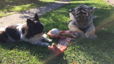 Liebe Abend-Grüße von unserem Findel-Tiger-DIEGO