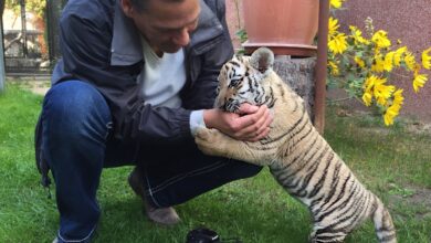 Bernau: Wir haben heute mal bei Findel-Tiger Diego vorbei geschaut