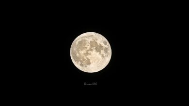 Vollmond-Wolfsnacht im Wildpark Schorfheide
