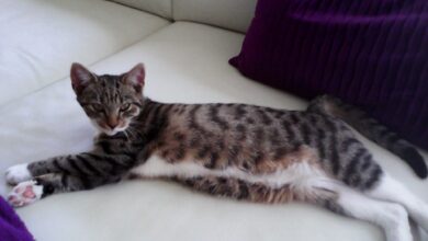 Bernau - Schönow: Familie sucht dringend ihre Katze MIA