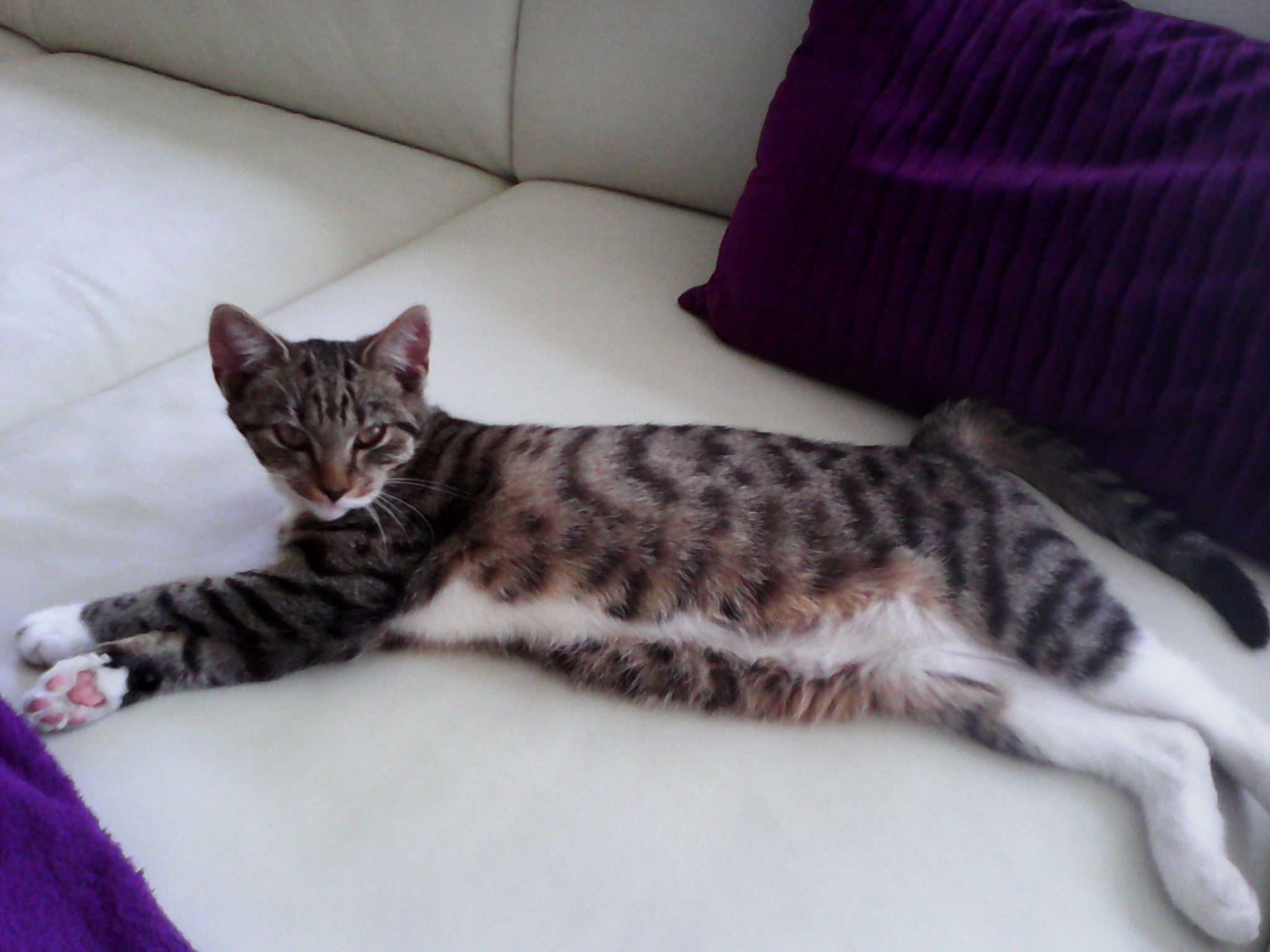 Bernau: Familie aus Schönow sucht dringend ihre Katze MIA 32 Bernau - Schönow: Familie sucht dringend ihre Katze MIA