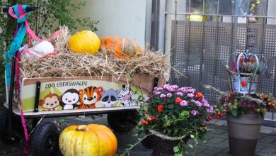 Buntes Herbstfest im Zoo Eberswalde am Tag der deutschen Einheit