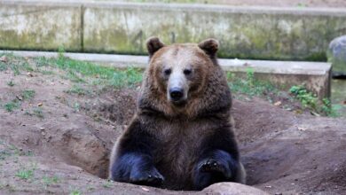 Qualitätssiegel „Q“ - Auszeichnung für den Zoo Eberswalde