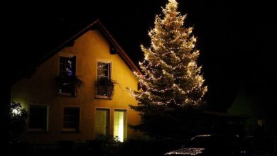 Wir haben den 1. Weihnachtsbaum in Bernau entdeckt