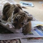 Grundsteinlegung: Na gut, dass wir gestern Tiger Diego besucht haben 55 Bernau: Wir haben heute DIEGO besucht