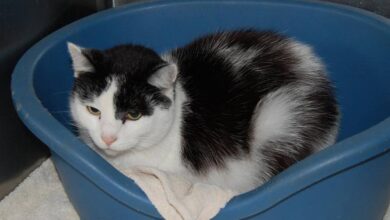 Tierheim Ladeburg: Katzen auf dem Parkdeck ausgesetzt 25 Tierheim Ladeburg: 2 Katzen auf dem Parkdeck der Bahnhofspassage ausgesetzt