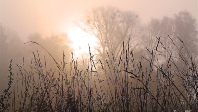 Barnim: Guten Morgen im Grau des Herbstes 5 Barnim: Guten Morgen im Grau des Herbstes