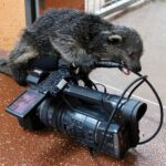 Tag des Artenschutzes: Wildkatzenzentrum Felidae in Tempelfelde 13 Wildkatzenzentrum Felidae: Wir haben uns in Binti verliebt!