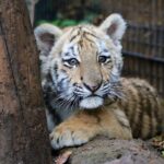 Grundsteinlegung: Na gut, dass wir gestern Tiger Diego besucht haben 49 Bernau: Tiger Diego zog nach Tempelfelde