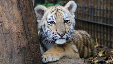 Bernau: Tiger Diego zog nach Tempelfelde