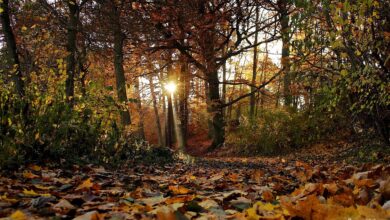 Bernau - Barnim: Euch ein herbstlich schönes Wochenende - unsere Veranstaltungstipps!