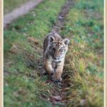 Dr. Doris Tesch: Ostern im Wildkatzenzentrum Felidae Tempelfelde 10 Tiger DIEGO aus Bernau