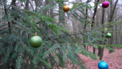 Weihnachtsbaum im Wald - Bernau LIVE
