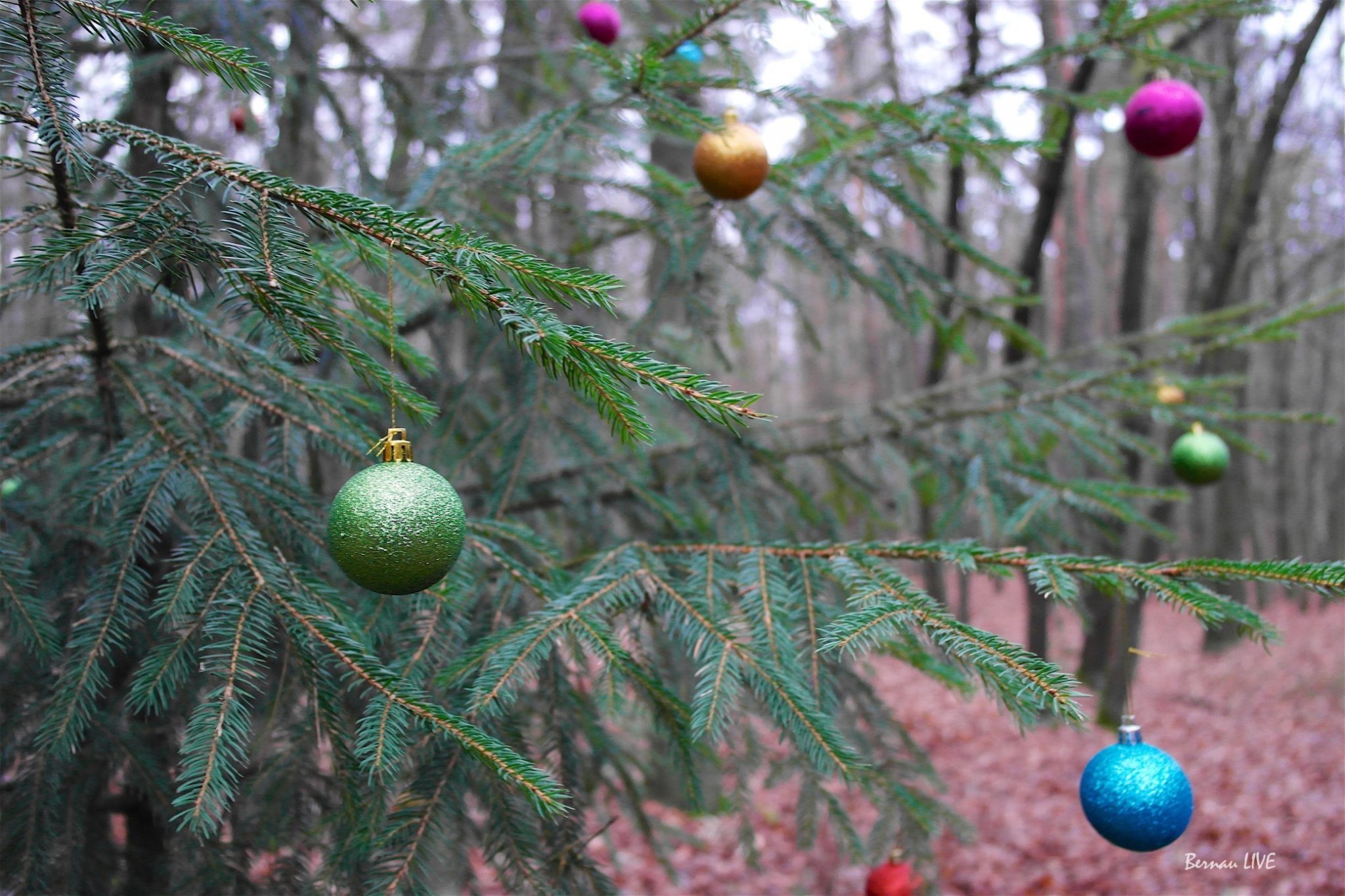 Weihnachtsbaum im Wald - Bernau LIVE