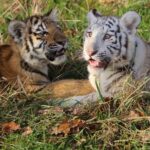 Grundsteinlegung: Na gut, dass wir gestern Tiger Diego besucht haben 47 Tiger Diego und Tiger Heike