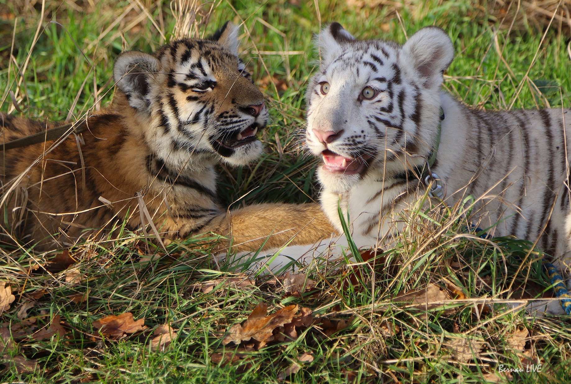 Tiger Diego und Tiger Heike