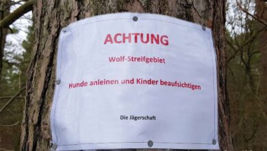Bernau - Warnung vor dem Wolf