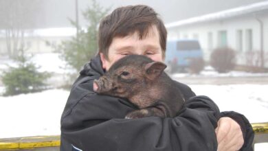 Bernau: Ausgesetztes Schweinchen wird Fall für das Veterinäramt
