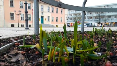 Bernau: Ein Hauch Frühling in unserer Stadt - Habt einen schönen Feierabend!
