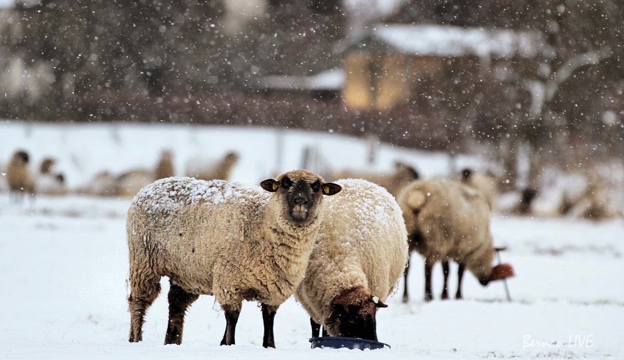 Geschlossene Schneedecke: Winterwonderland in Bernau und Barnim
