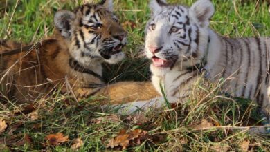 Wildkatzenzentrum Felidae - DIEGOS Freundin Heike wurde von Jimi Blue Ochsenknecht getauft