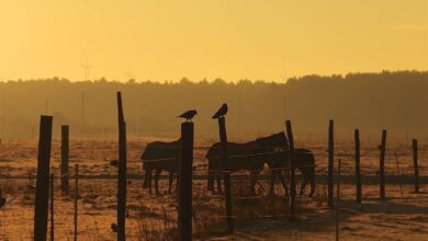 Bernau: Guten Morgen und Euch einen schönen Tag