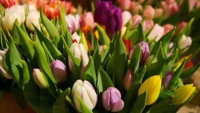 Bernau: Willkommen zum 1. Wochenmarkt-Spezial am Samstag